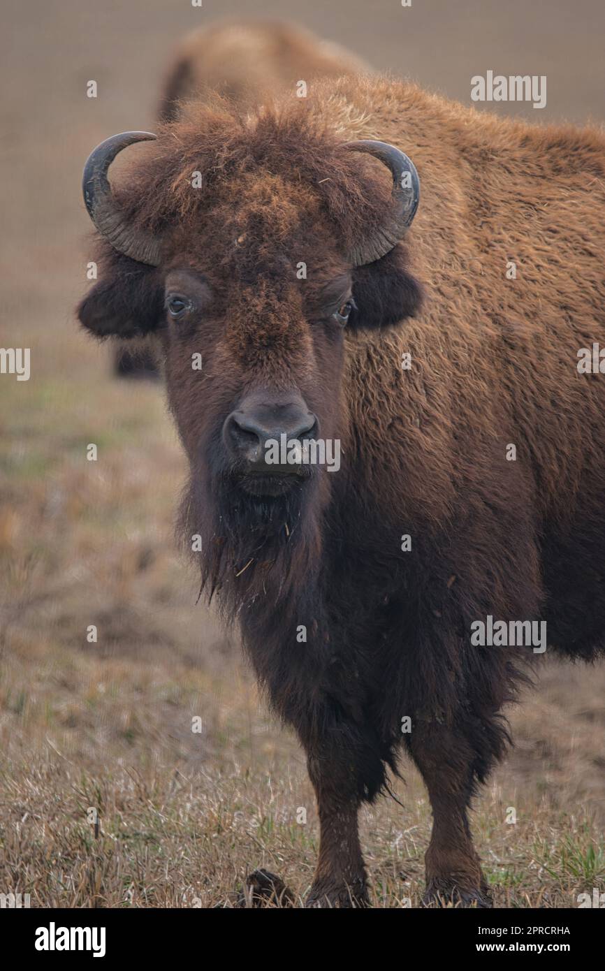 Gebogene Hörner auf Bison Stockfoto