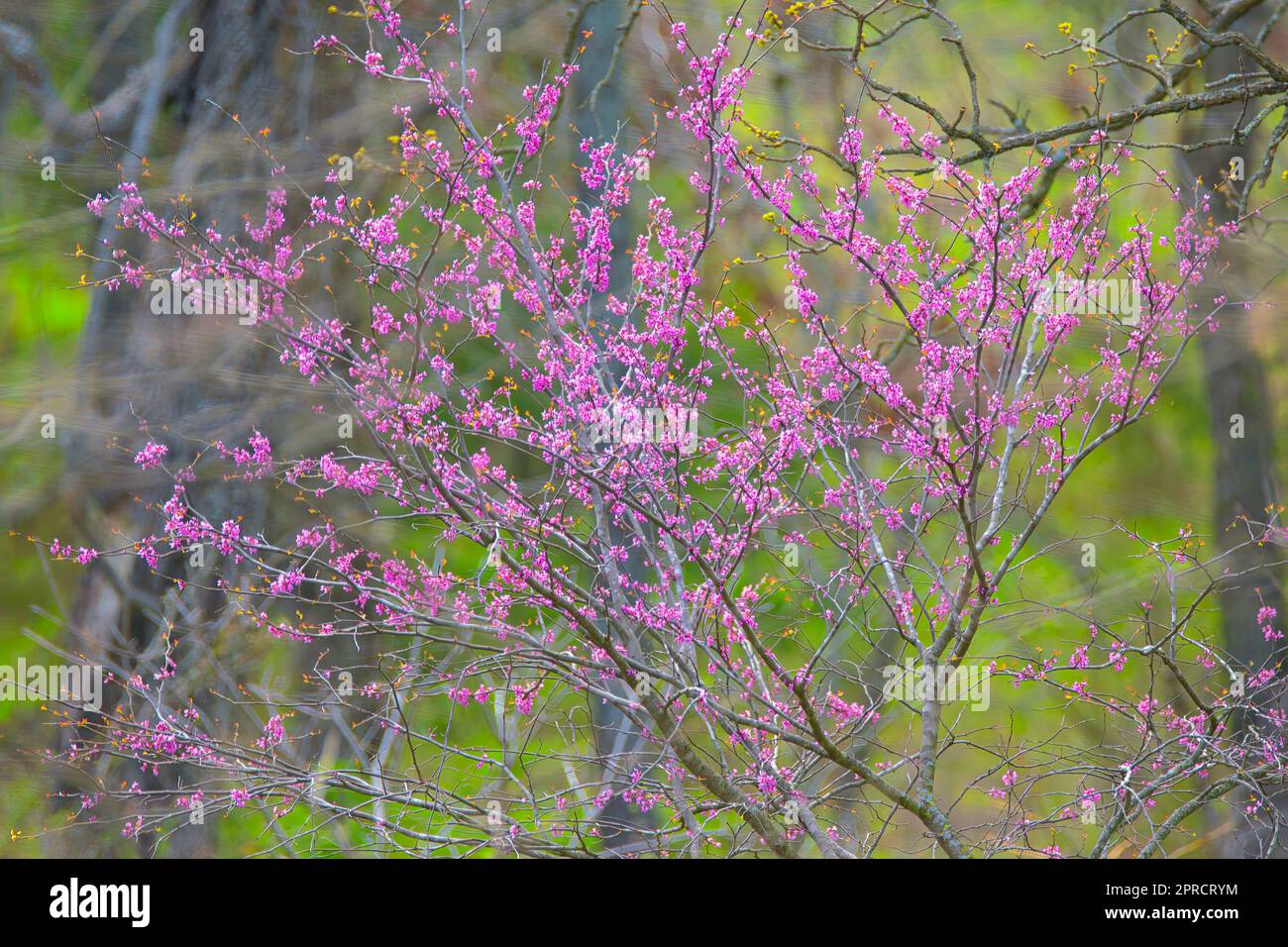 Blühender Redbud im Wald Stockfoto