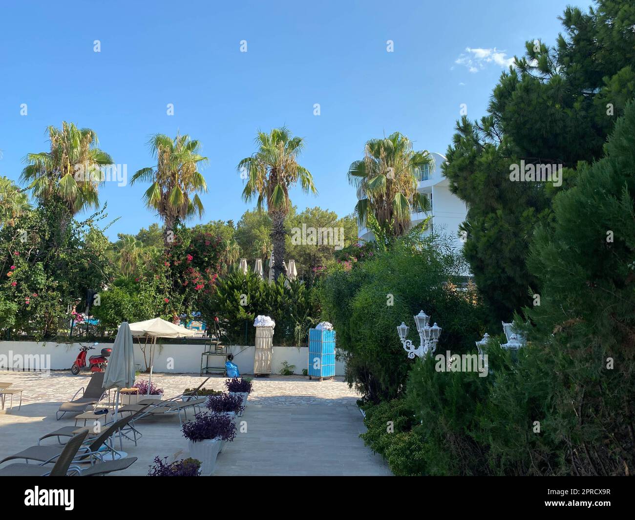 Wunderschöne Landschaftsgestaltung mit getrimmten Büschen vor dem Hintergrund hoher Palmen auf dem Gebiet eines ägyptischen Hotels. Stockfoto