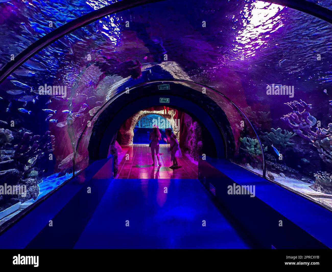 Beobachtung des Lebens von Fischen im Aquarium. Tunnel mit Unterwasserwelt für Touristen. Die Leute beobachten Fische, Pflanzen im Aquarium. Stockfoto