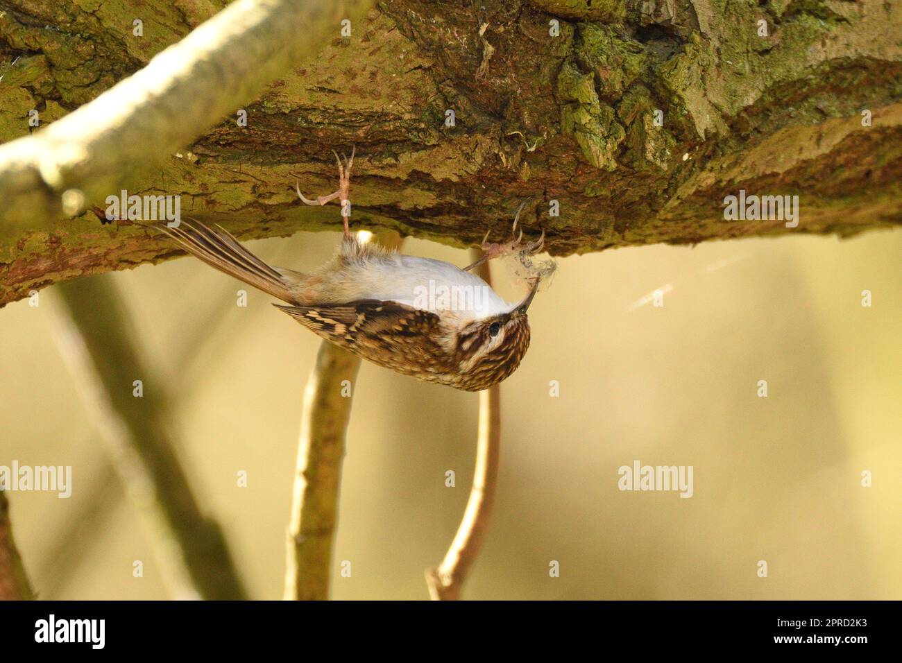 Der eurasische Treecreeper sammelt Spinnennetze und Federn für Nistmaterial im Frühjahr. Hertfordshire, England, Großbritannien. Stockfoto