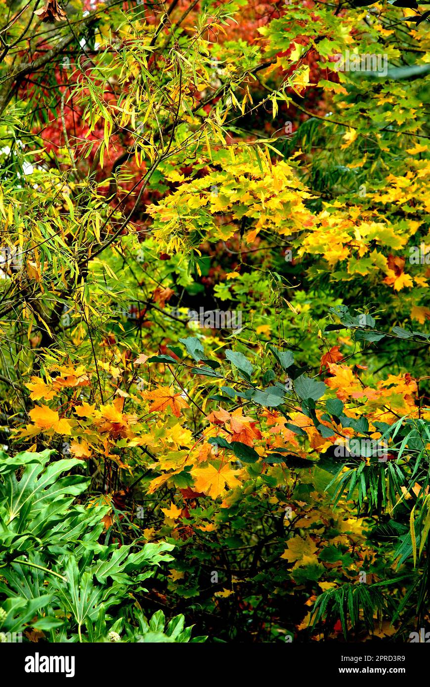 Herbstblätter, Dublin Zoo, Irland Stockfoto