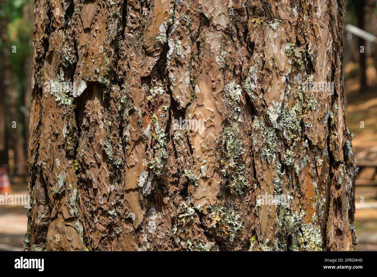 Nahaufnahme des Baumstamms vor dem Hintergrund des Herbstwaldes. Dunkelbraune, rissige Rinde als Hintergrundstruktur für das Design. Kiefernrindenstruktur Stockfoto