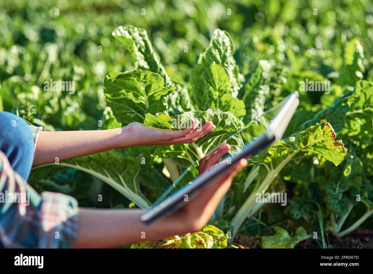 Biologisch angebautes Gemüse sieht immer besser aus und schmeckt besser. Eine nicht erkennbare Farmerin, die ein digitales Tablet verwendet, während sie die Pflanzen auf ihrem Bauernhof inspiziert. Stockfoto