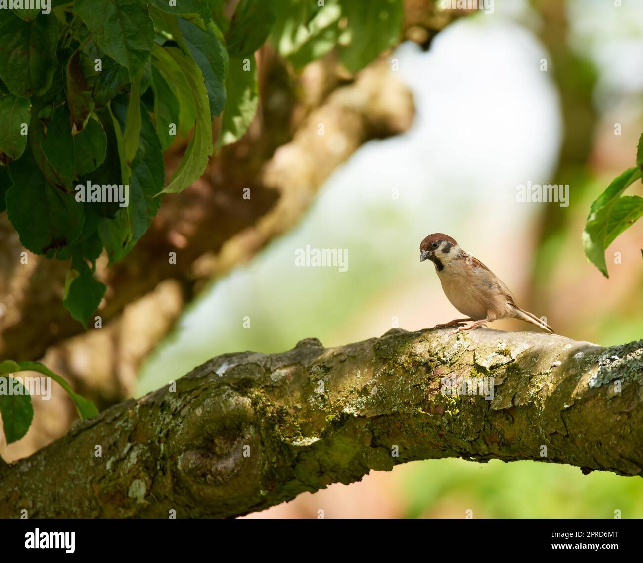 Spatz. Spatzen sind eine Familie kleiner Passanten, Passeridae. Sie werden auch als echte Spatzen oder Spatzen aus der alten Welt bezeichnet, Namen, die auch für eine bestimmte Gattung der Familie verwendet werden, Passer. Stockfoto