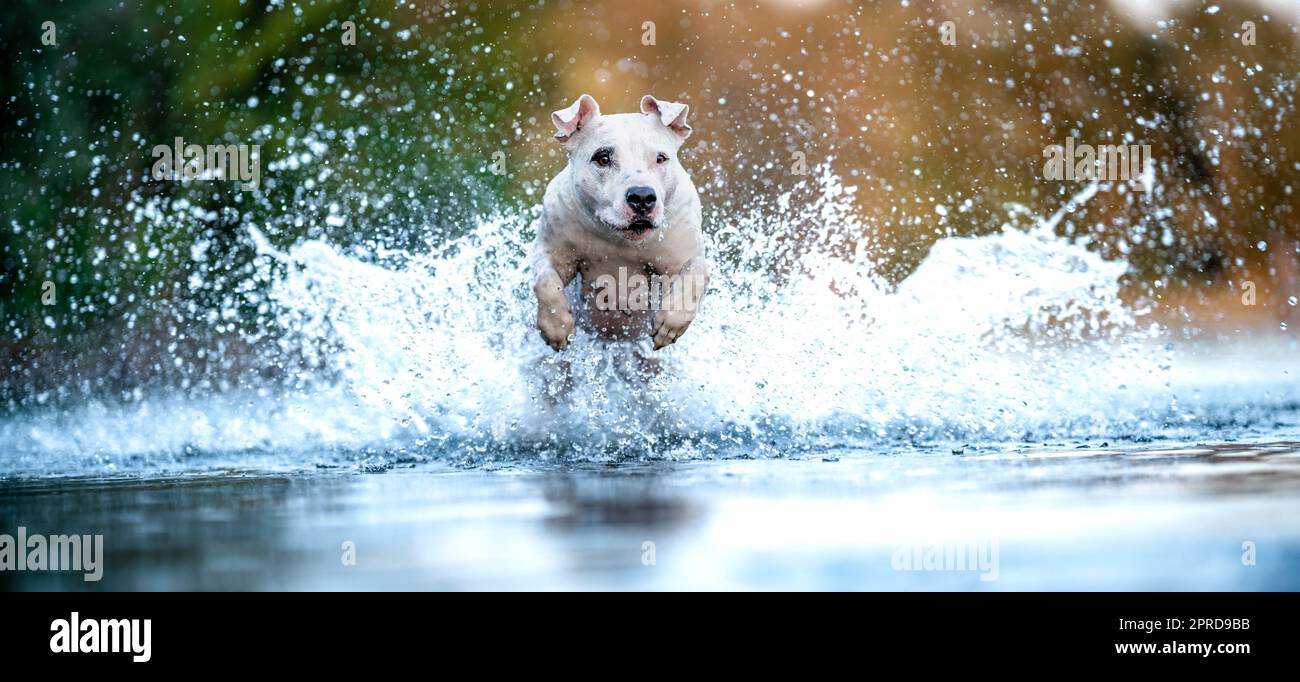 Der Pitbull Terrier springt ins Wasser und streut die Tropfen herum. Banner Stockfoto
