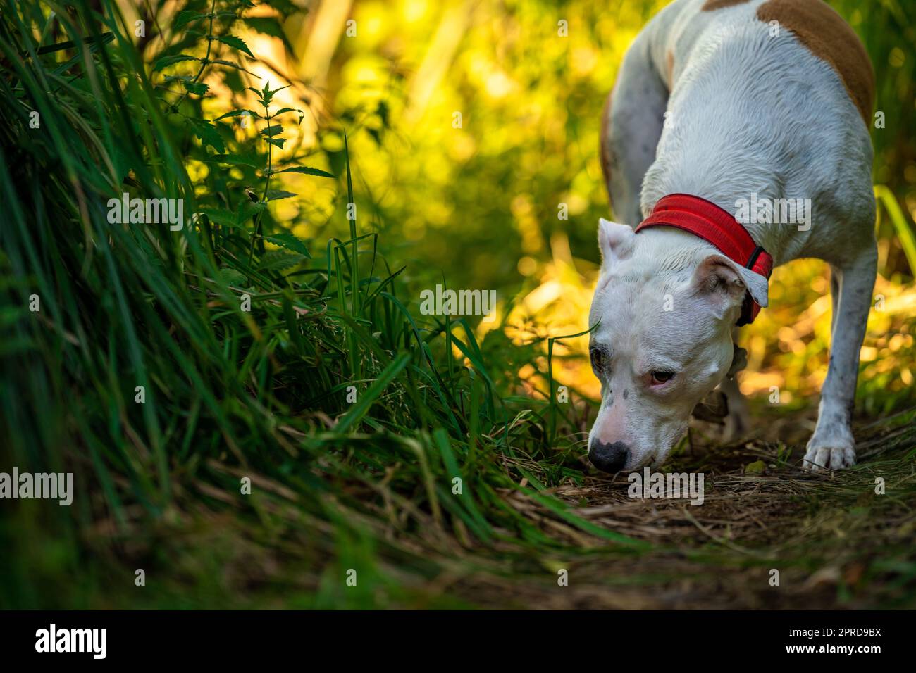 Pit Bull Terrier läuft auf einem Waldweg zwischen Gras und Bäumen Stockfoto