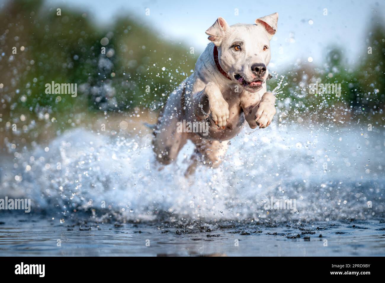 Der Pitbull Terrier springt ins Wasser und streut die Tropfen herum Stockfoto
