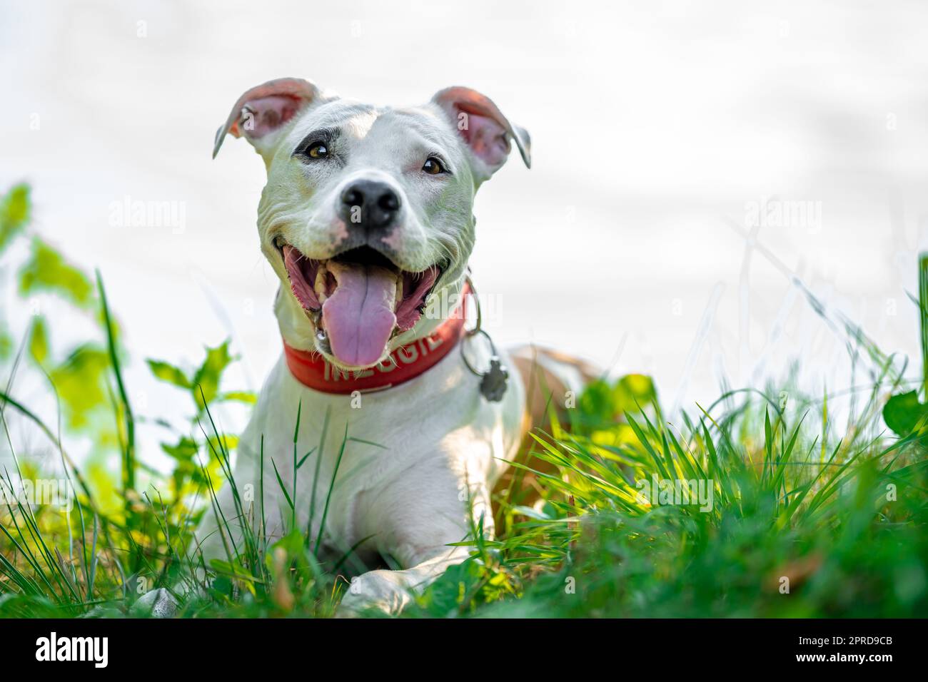 Pit Bull Terrier am Ufer des Sees, Hund in der Natur bei Sonnenuntergang Stockfoto
