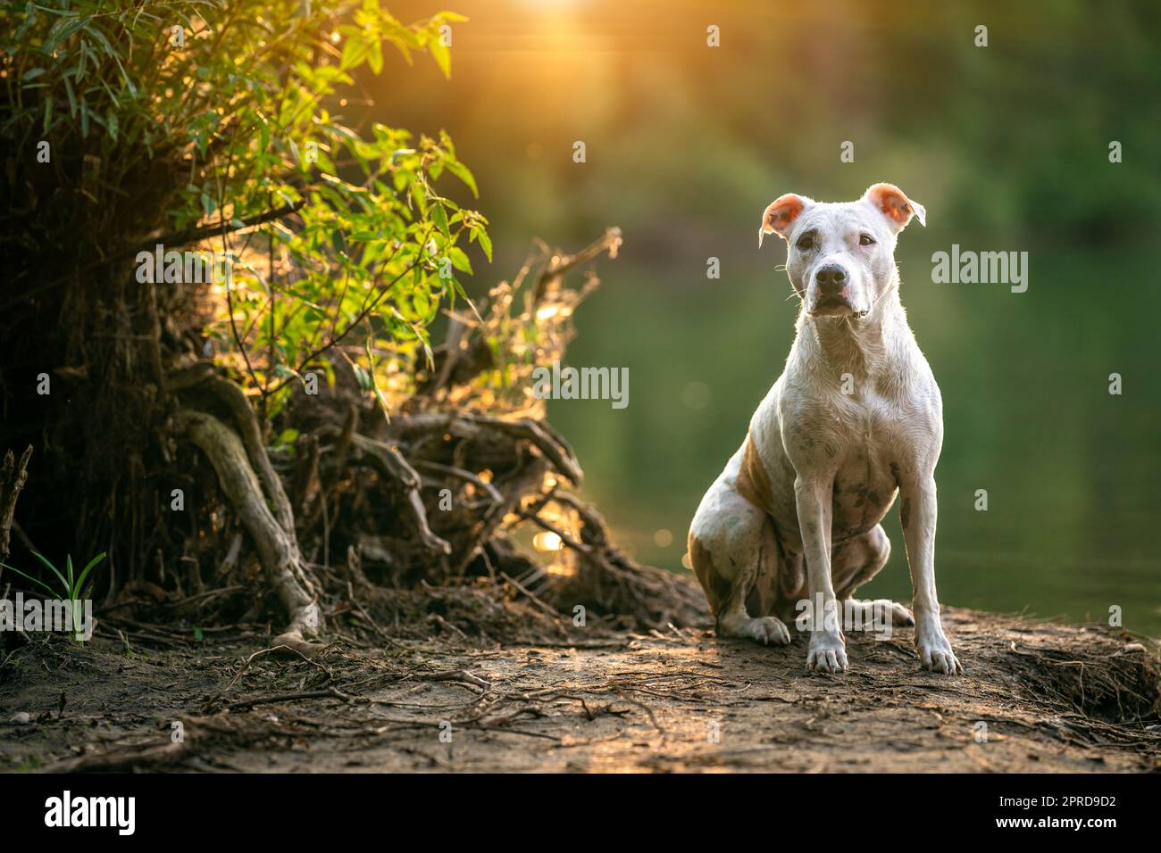 Pit Bull Terrier am Ufer des Sees, Hund in der Natur bei Sonnenuntergang Stockfoto