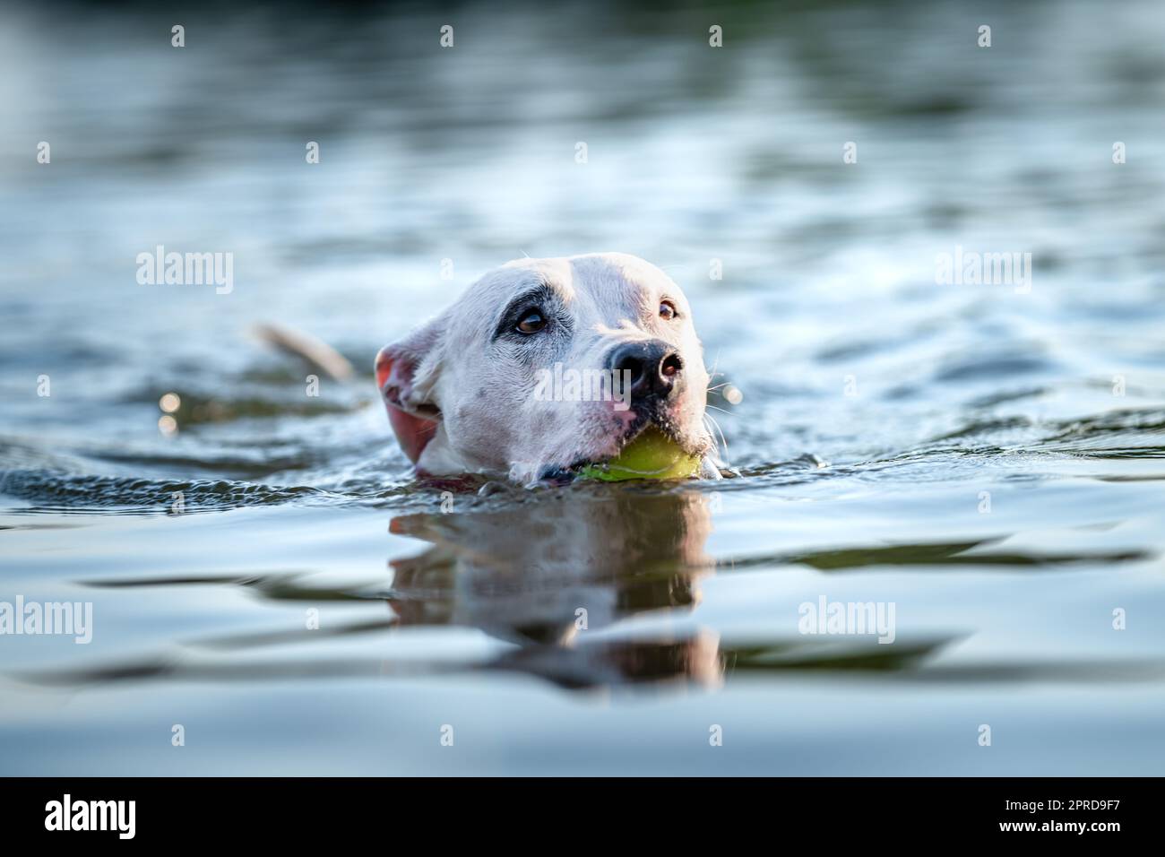 Pit Bull Terrier schwimmt und spielt im Wasser im See Stockfoto