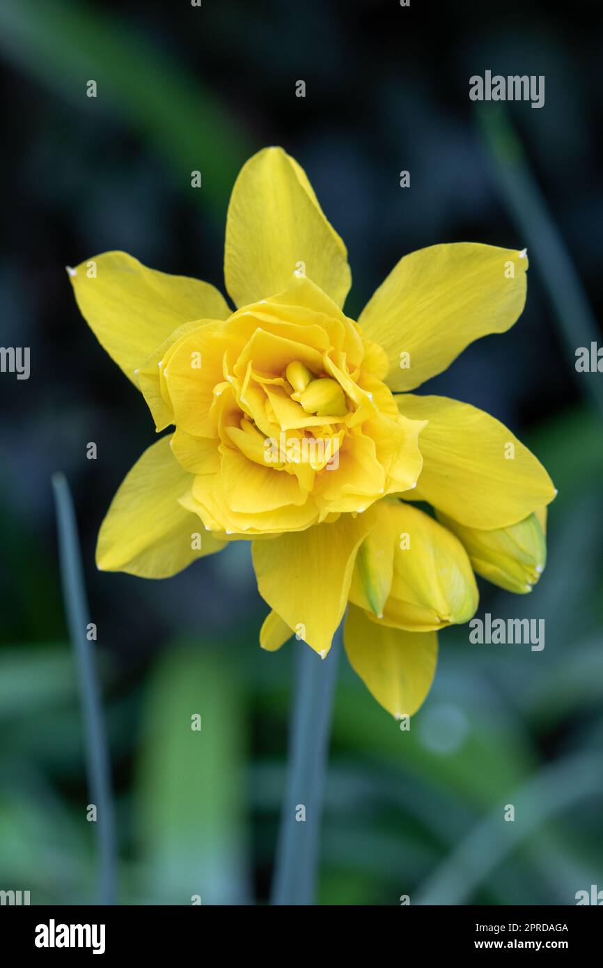 Gelbe Narzisse Blume Campernelli Makro Stockfoto