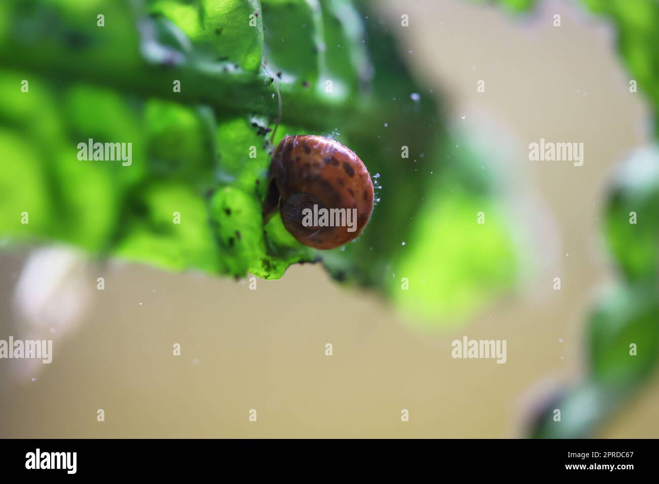 Eine Hornschnecke im Aquarium. Seine Hülle hat die Form eines Horns. Stockfoto