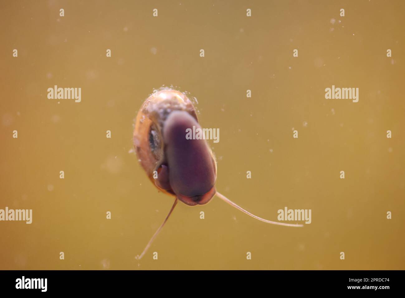 Eine Hornschnecke im Aquarium. Seine Hülle hat die Form eines Horns. Stockfoto