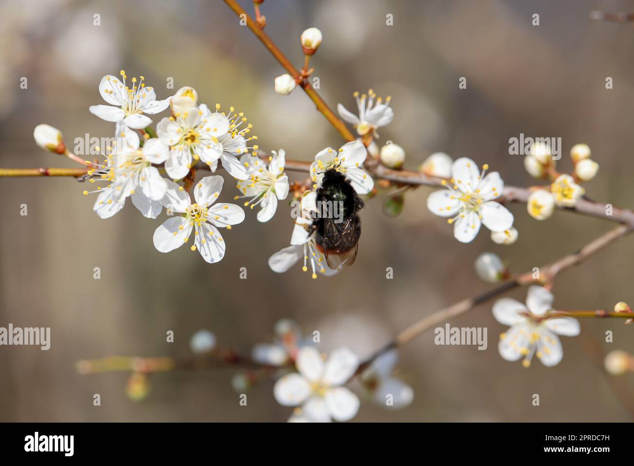Eine Biene oder eine Hummel auf den Blüten eines Baumes. Stockfoto