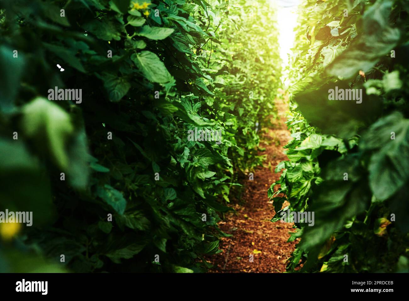 Es gibt etwas Magisches an Mutter Natur. Sträucher und Laub im Freien in der Natur. Stockfoto