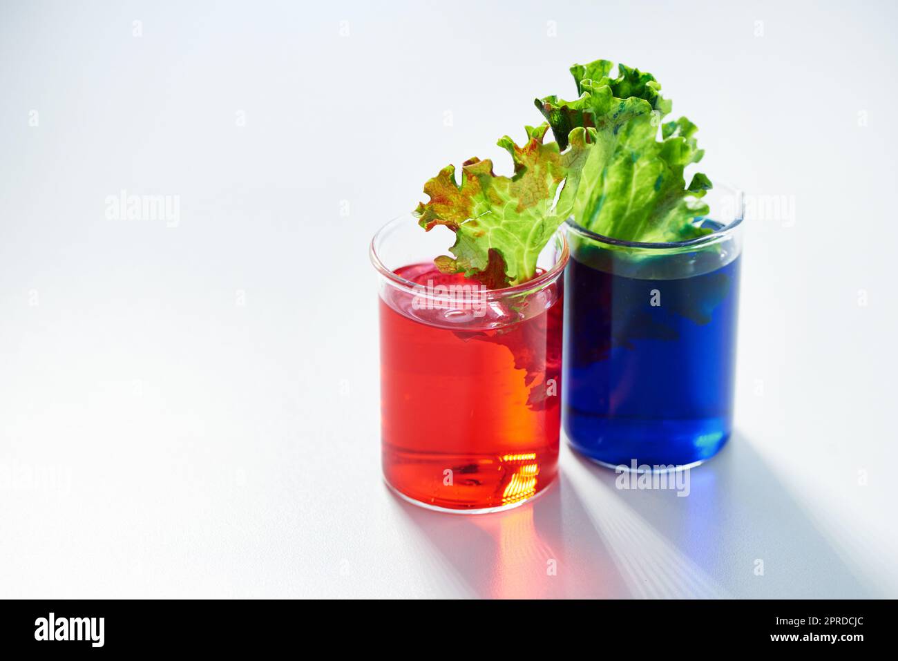 Experimentieren Sie weiter. Blätter in blauer und roter Flüssigkeit im Labor. Stockfoto