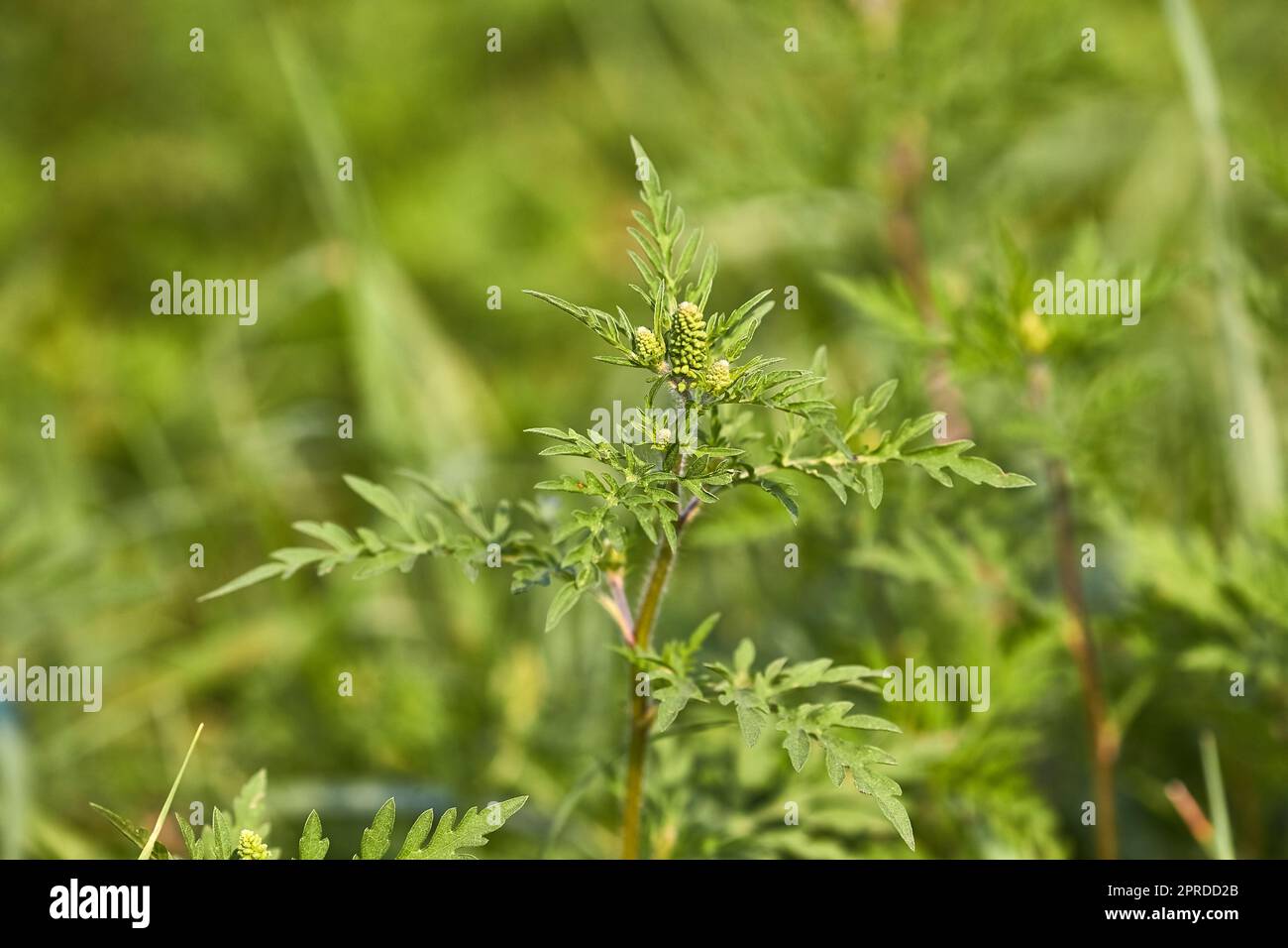 Ragweed closeup, gemeinsame Allergie Anlage Stockfoto