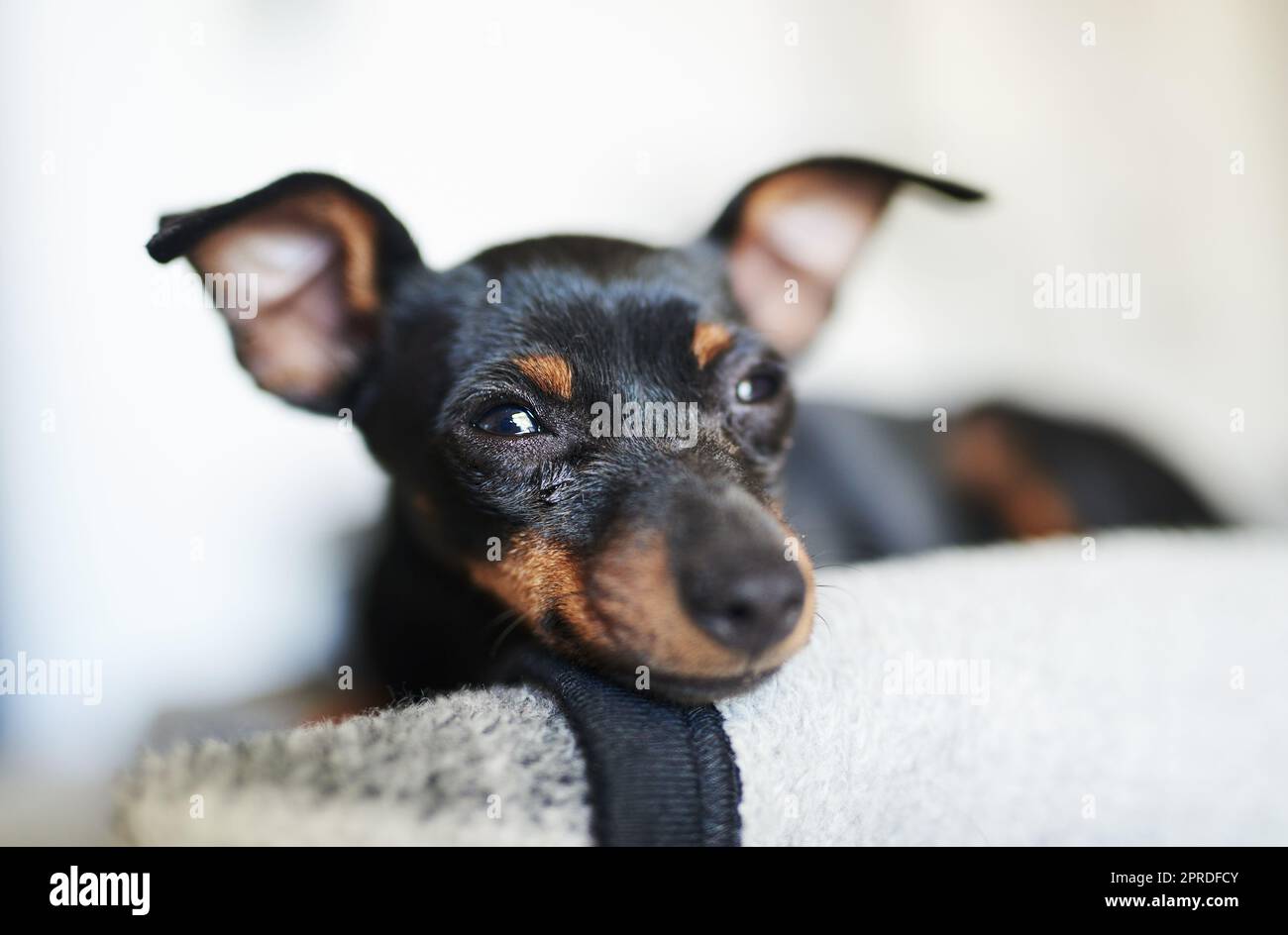 Warum sollten Sie jemals das Bett verlassen wollen. Ein entzückender Hund auf einem Bett zu Hause entspannen. Stockfoto