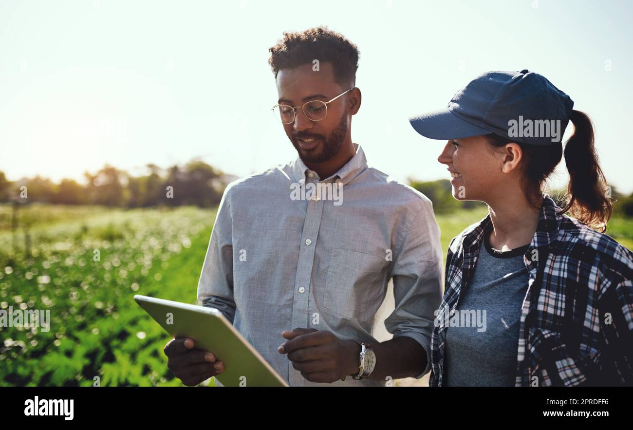 Ein moderner Landwirt, der auf einem Tablet auf dem Ackerland arbeitet und den Fortschritt der grünen Ernte mit einer Online-App in der Erntesaison prüft. Männliche und weibliche Landarbeiter, die mit dem Lebensstil der Landwirtschaft zufrieden sind Stockfoto