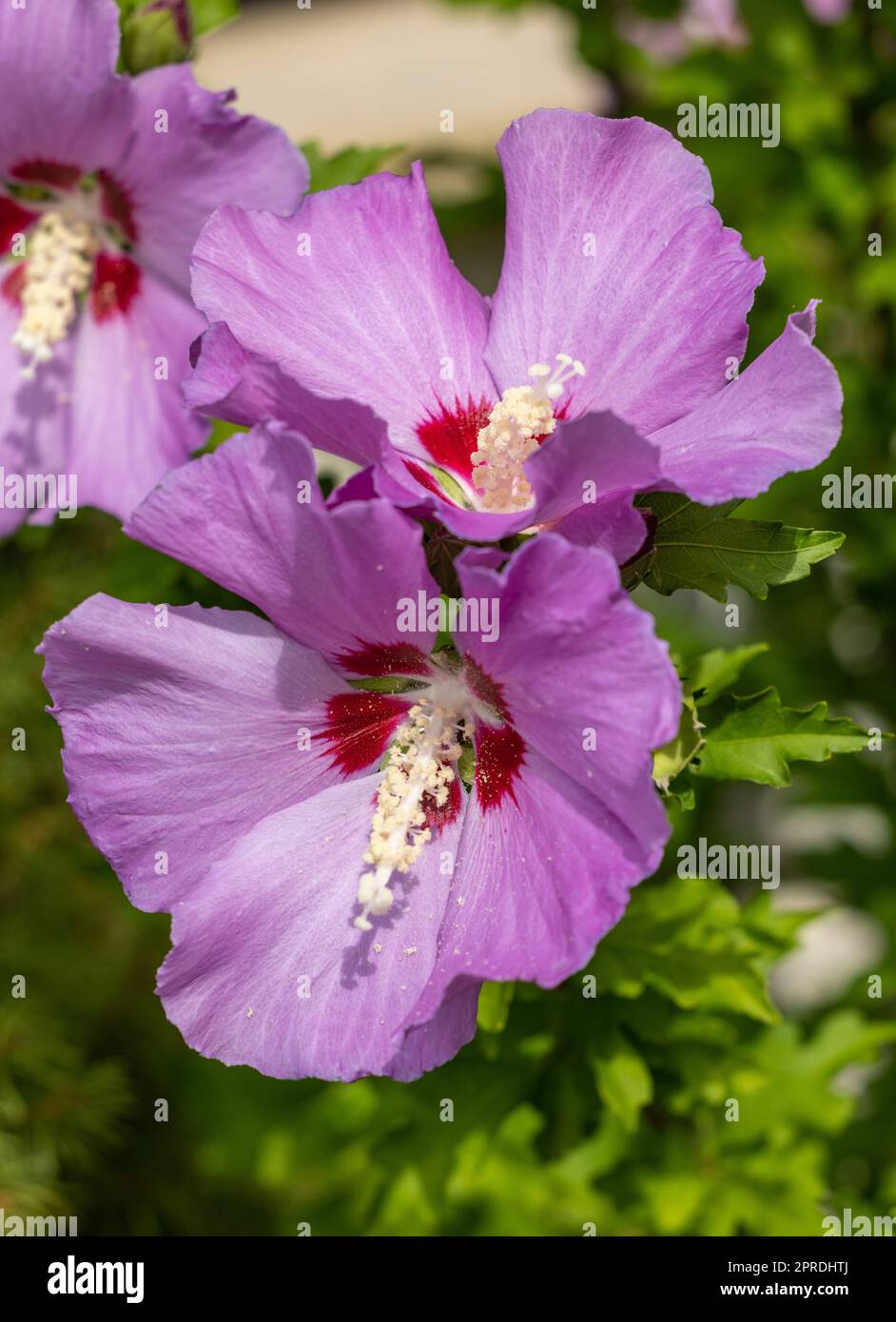 Schöne rosa Blüten von Hibiscus syriacus im Garten Stockfoto