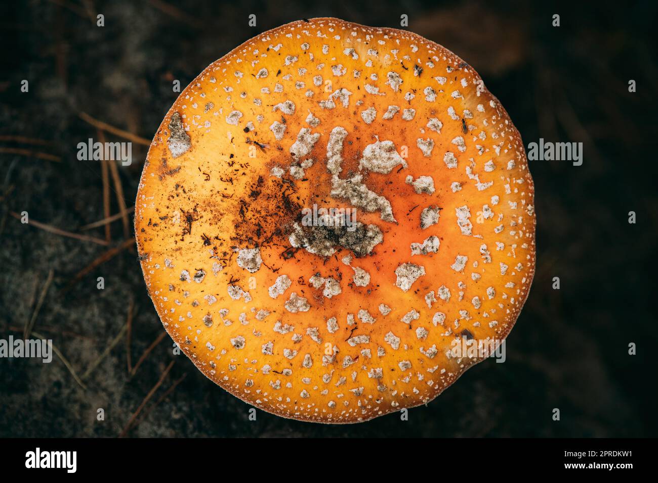 Nahaufnahme von Amanita muscaria, allgemein bekannt als Fliegenpilz oder Fliegenpilz im Wald in Weißrussland Stockfoto