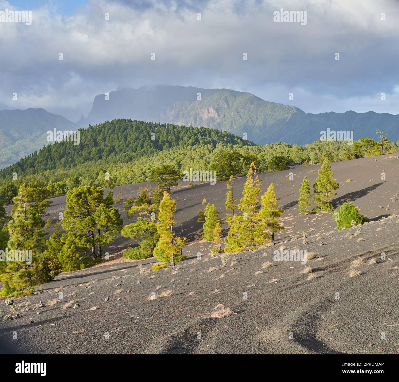 Das Cumbre Nuova in La Palma. Wunderschöne Lavalandschaft auf der Cumbre Nuva in La Palma. Stockfoto