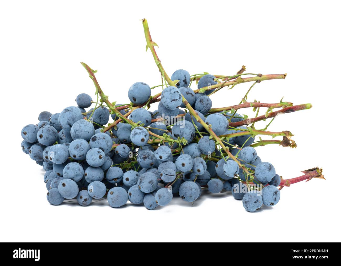 Blaue Beeren von Mahonia Stechpalme auf einem weien isolierten Hintergrund  Stockfotografie - Alamy