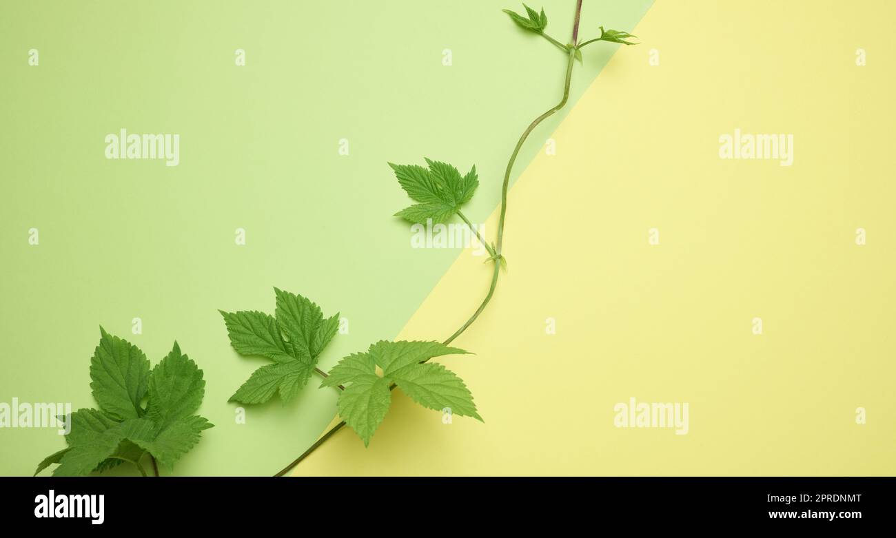 Zweig der wilden Trauben mit grünen Blättern auf grünem Papier Hintergrund Stockfoto