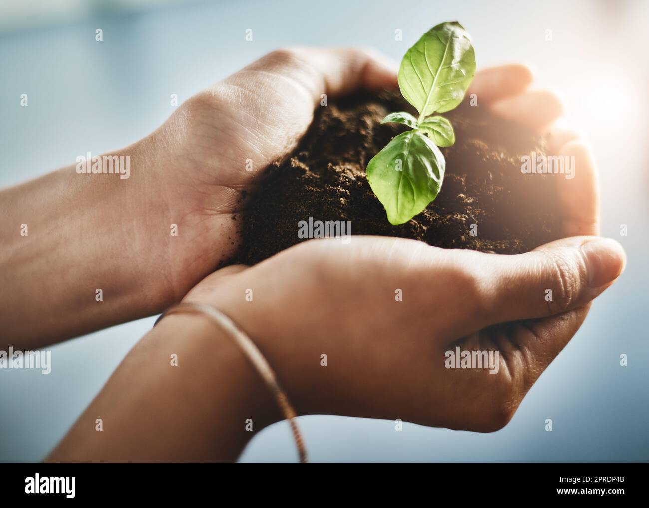 Person, die eine Saatgutpflanze und Bodenwachstum zur Erhaltung des Umweltbewusstseins oder zur nachhaltigen Entwicklung in Händen hält. Umweltfreundliche Geschäftsfrau aus biologischem Anbau mit einem Baum, der am Earth Day in der Hand wächst Stockfoto