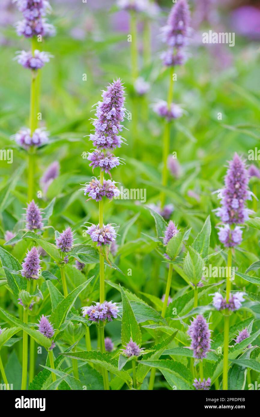 Agastache Blue Fortune, mexikanischer Riesenhysop, langlebige Wölbungen aus winzigen Blumen Stockfoto