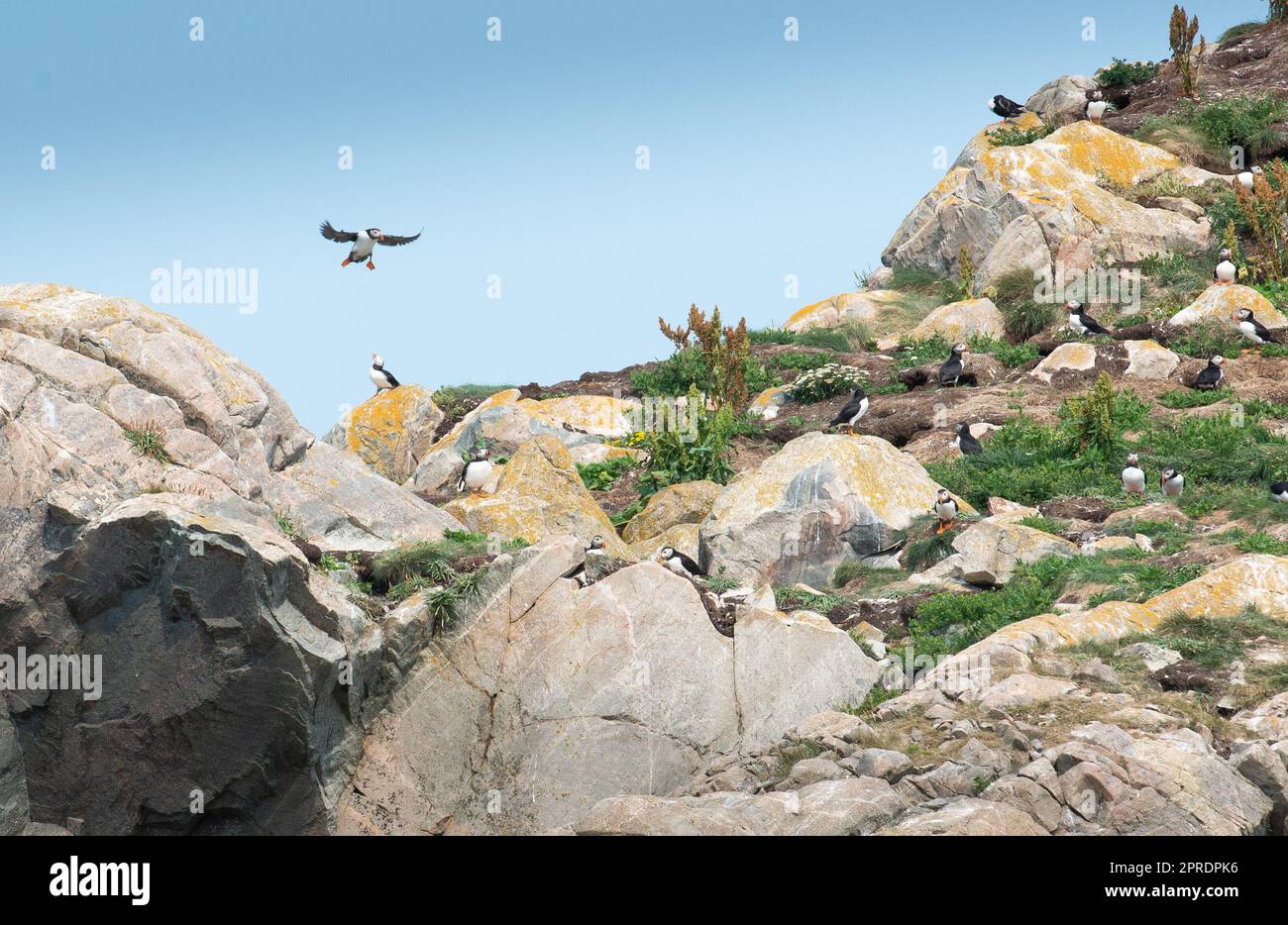 Atlantic Puffin Colony Stockfoto