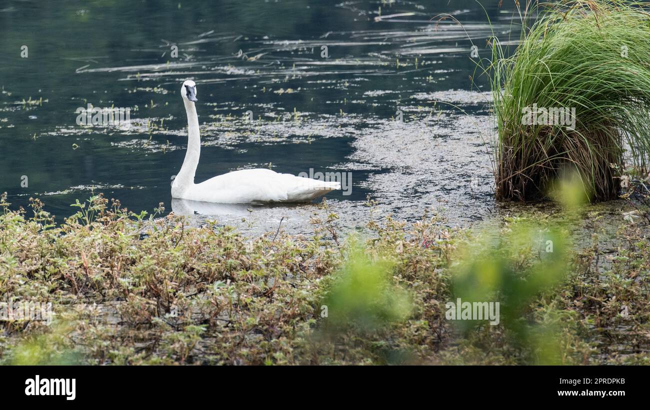 Trompeter Swan in der Wildnis Alaskas Stockfoto