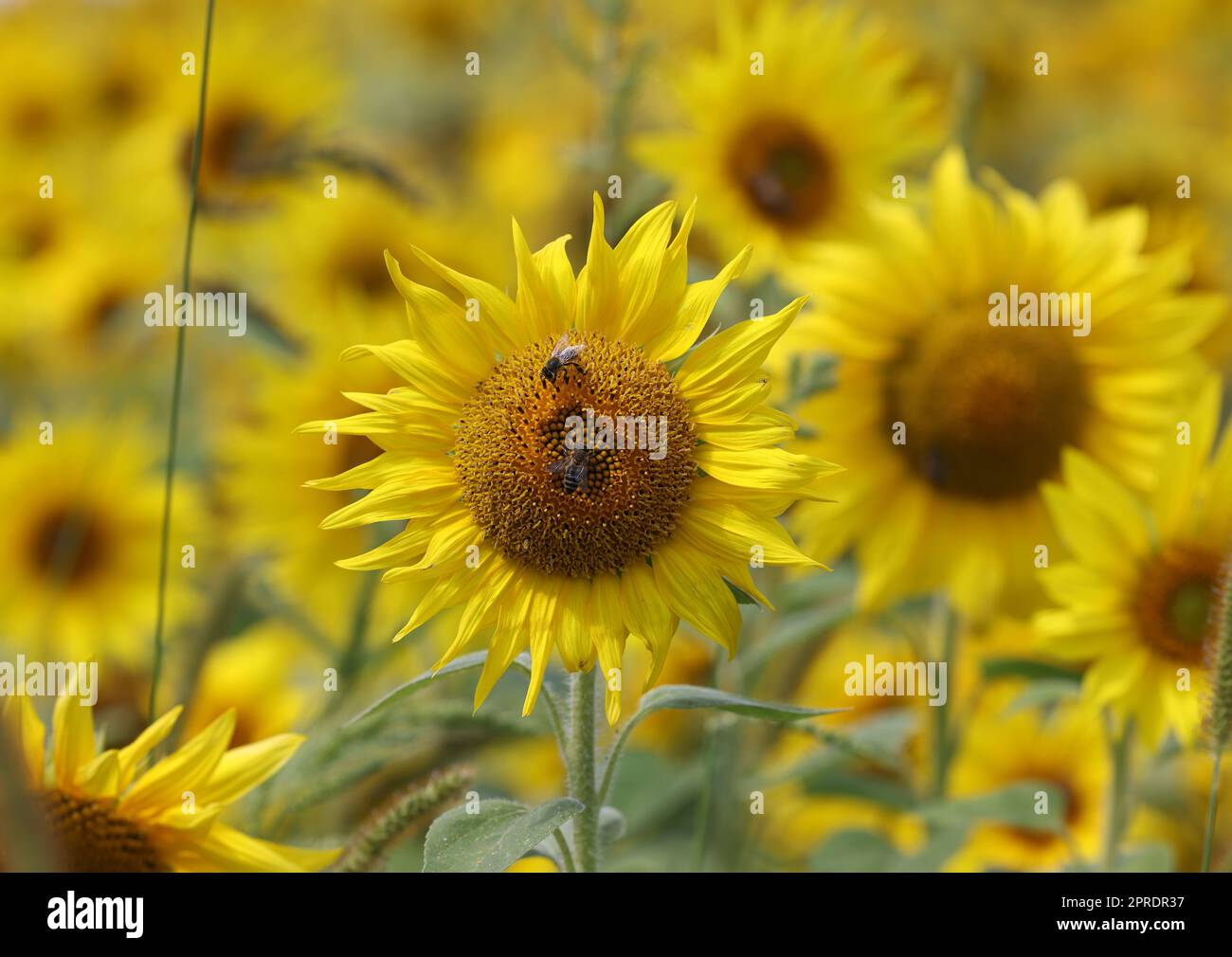 Gelbe Sonnenblumen wachsen auf einem Feld. Stockfoto