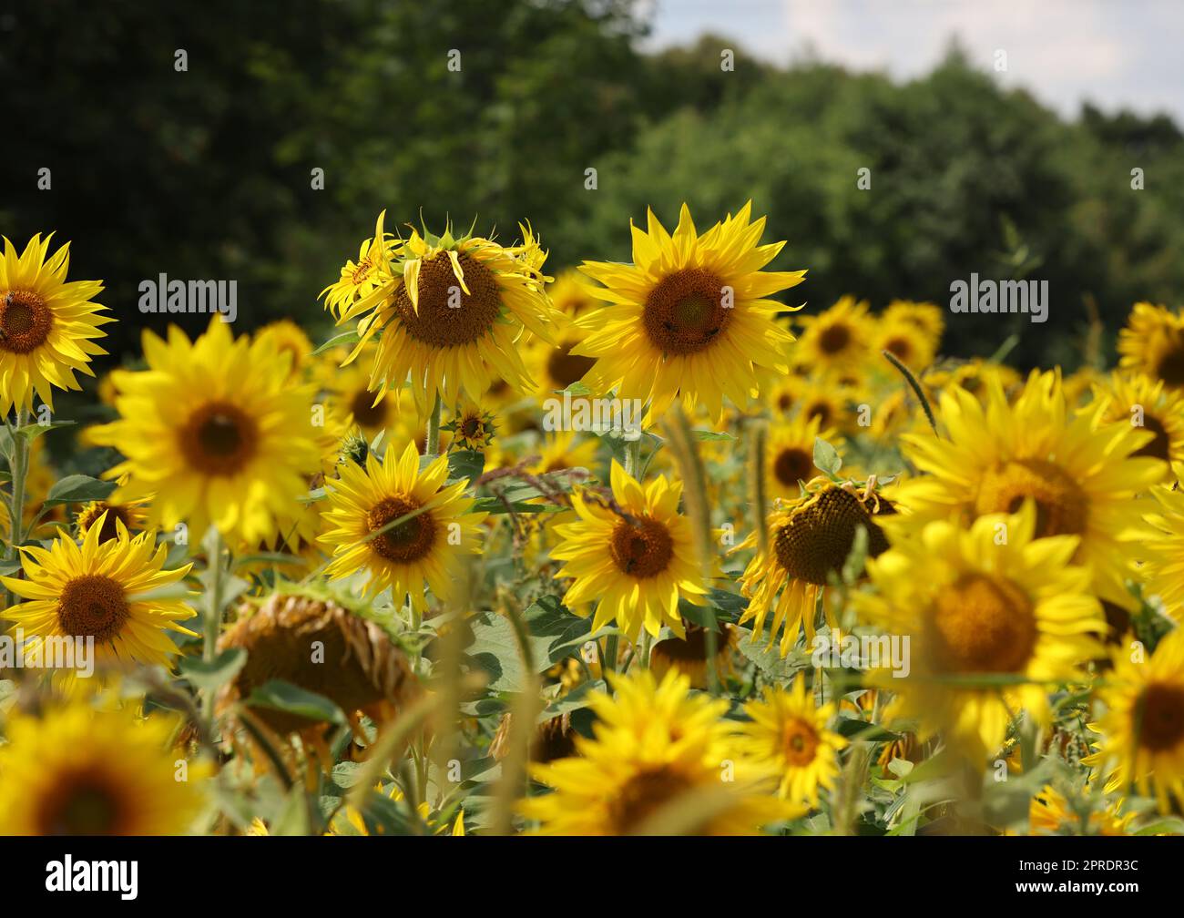 Gelbe Sonnenblumen wachsen auf einem Feld. Natürliche Sonnenblume Hintergrund. Stockfoto