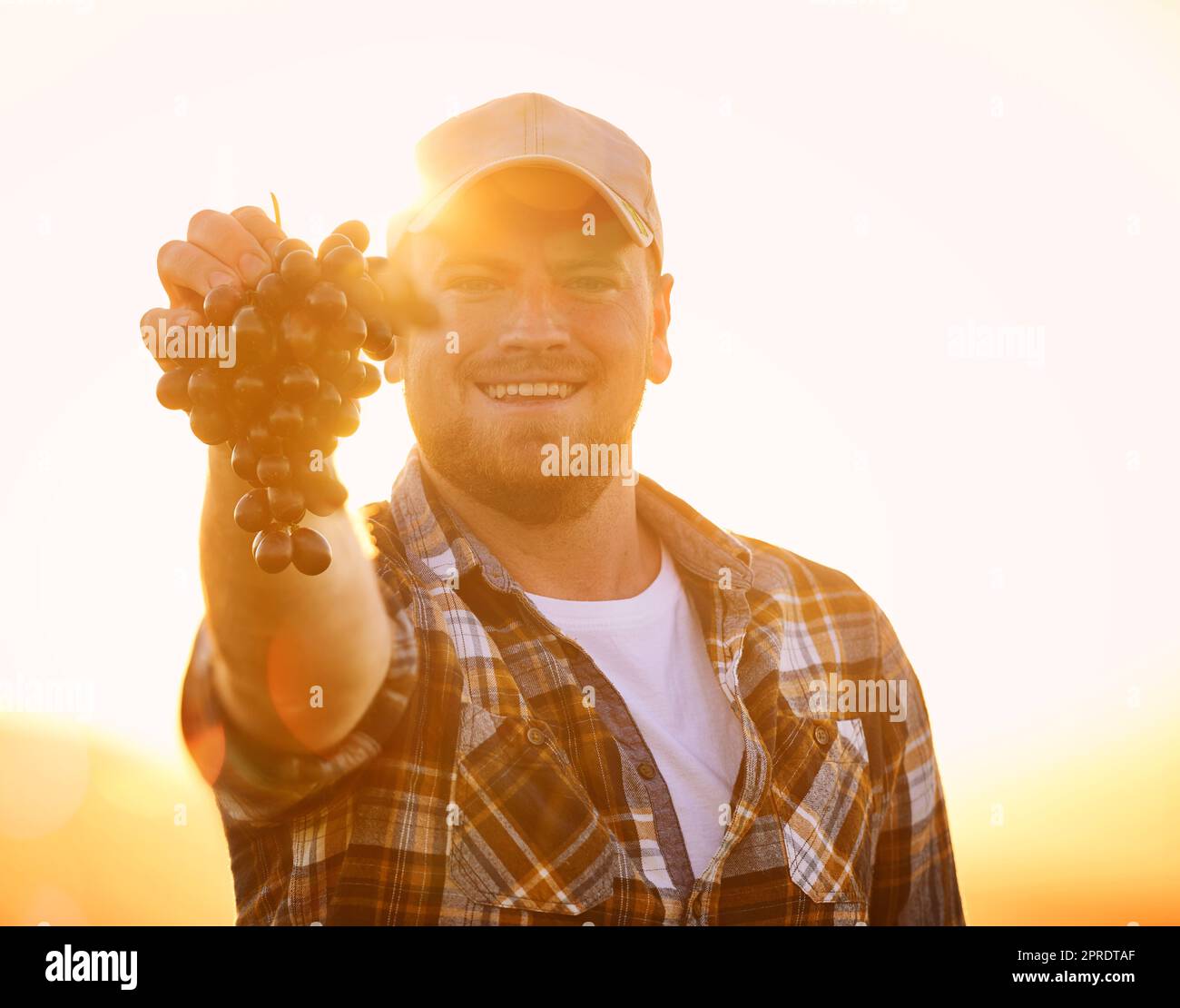 Porträt eines glücklichen Bauern, der einen Haufen Trauben hält, aufgeregt und glücklich mit Bio-Früchten. Junger Mann, stolz auf nachhaltige Landwirtschaft, fröhlich und begierig, sein Geschäft für den Verkauf von Produkten zu eröffnen Stockfoto