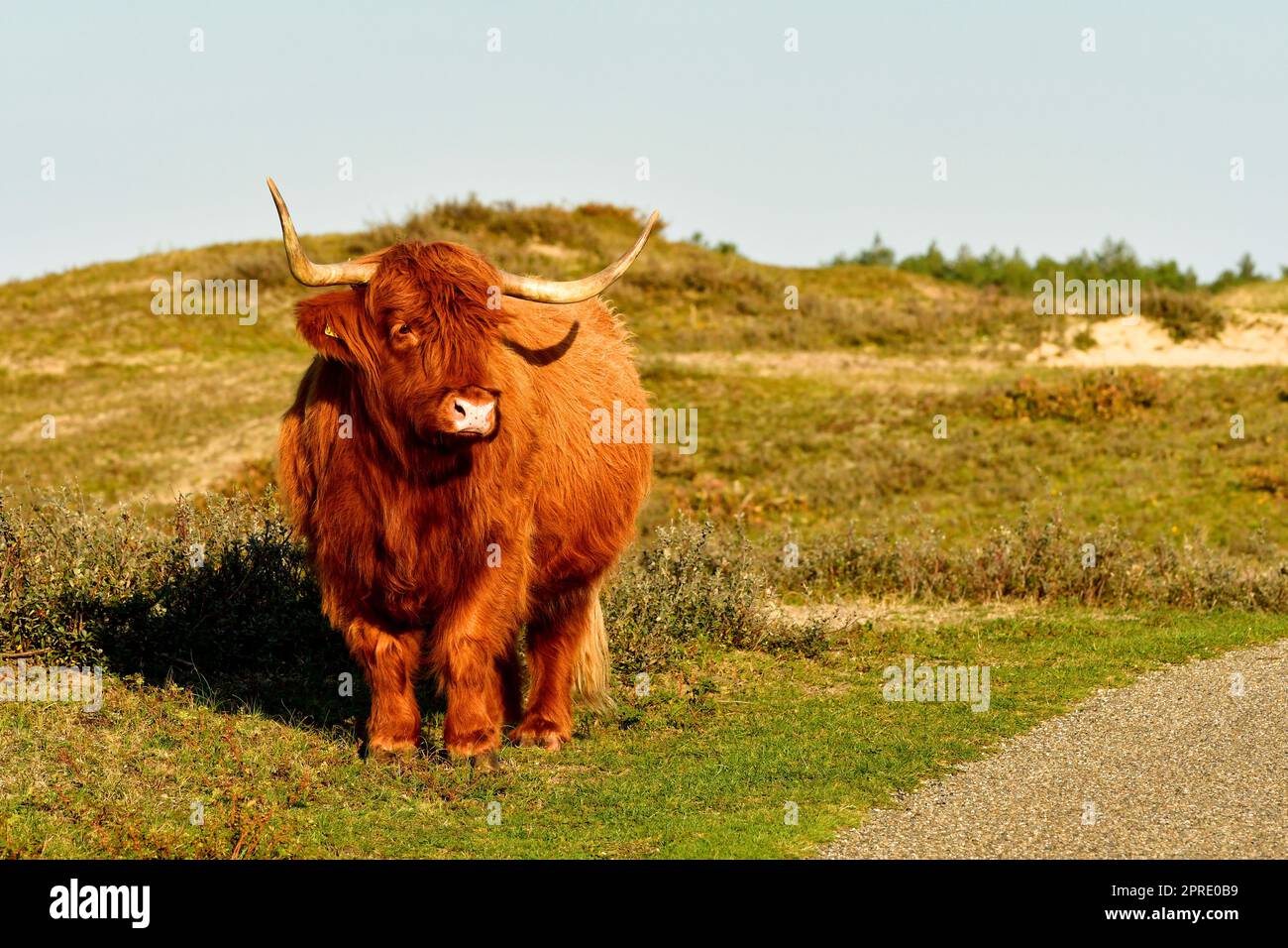 Ein schottisches Highland-Vieh im nordholländischen Dünen-Reservat, das neben einem Pfad steht. Schoorlse Duinen, Niederlande. Stockfoto