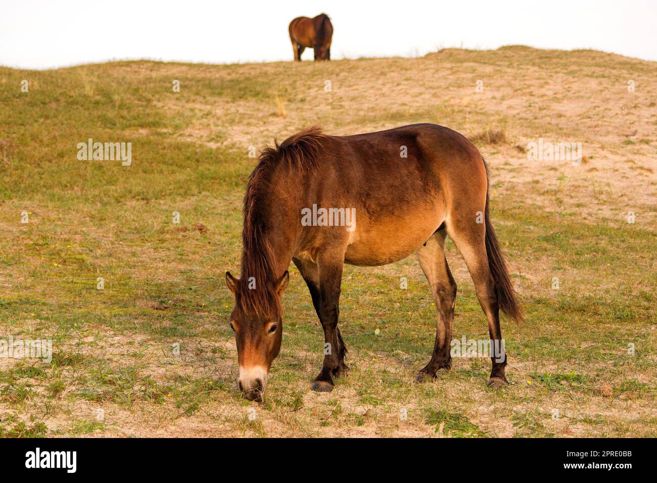 Konik-Pferde grasen im nordholländischen Dünen-Reservat, eines vorne und eines hinten. Niederlande. Stockfoto