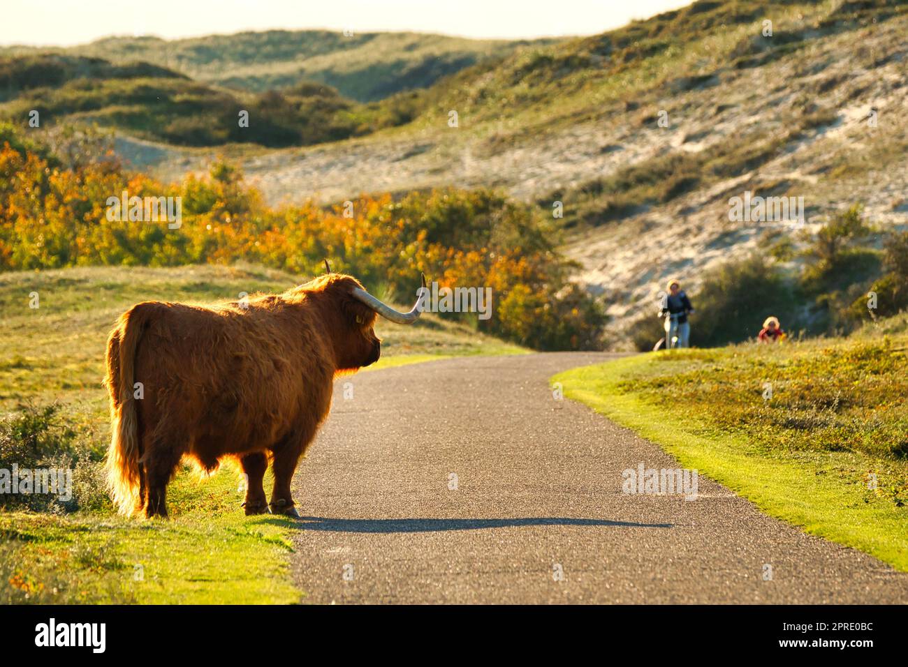 Ein schottisches Highland-Vieh im nordholländischen Dünenreservat, das neben einem Pfad steht und auf zwei Touristen mit dem Fahrrad schaut. Schoorlse Duinen, Niederlande. Stockfoto