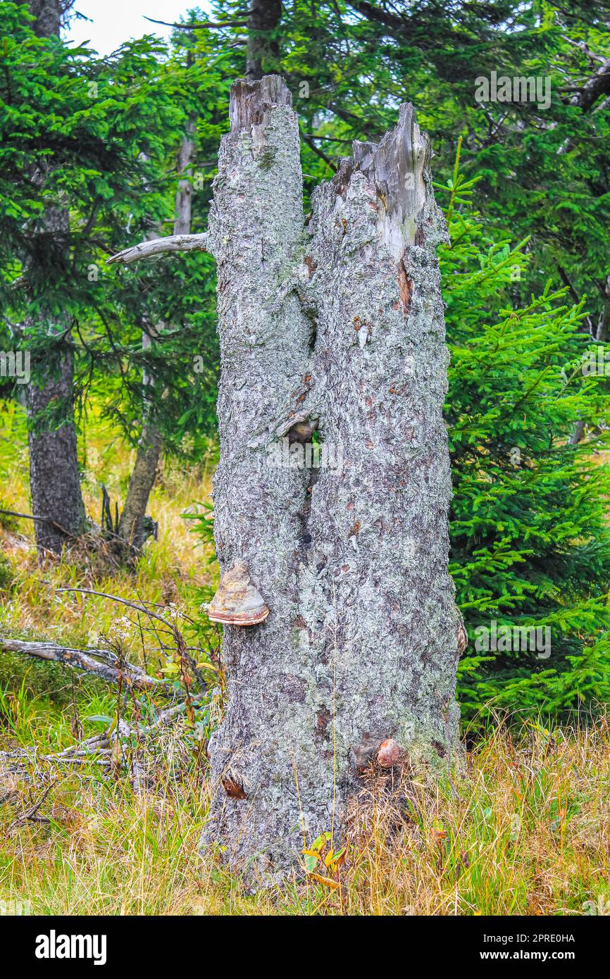 Der sterbende Silberwald mit abgestorbenen entwurzelten Fichten oder abgesägten Tannen mit Pilzen und Landschaftspanorama auf dem Brocken-Gipfel in Ha Stockfoto