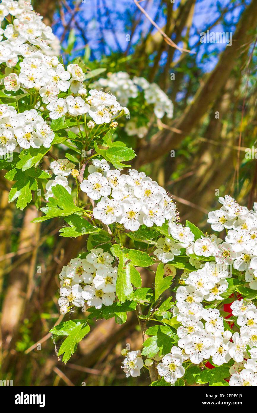 Weiße und rosa Apfelbaumblüten Kirschbaumblüten im Frühjahr in Niedersachsen Deutschland. Stockfoto