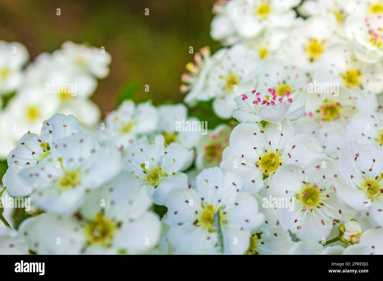 Weiße rosa Apfelblüten Kirschbäume blühen im Frühling. Stockfoto