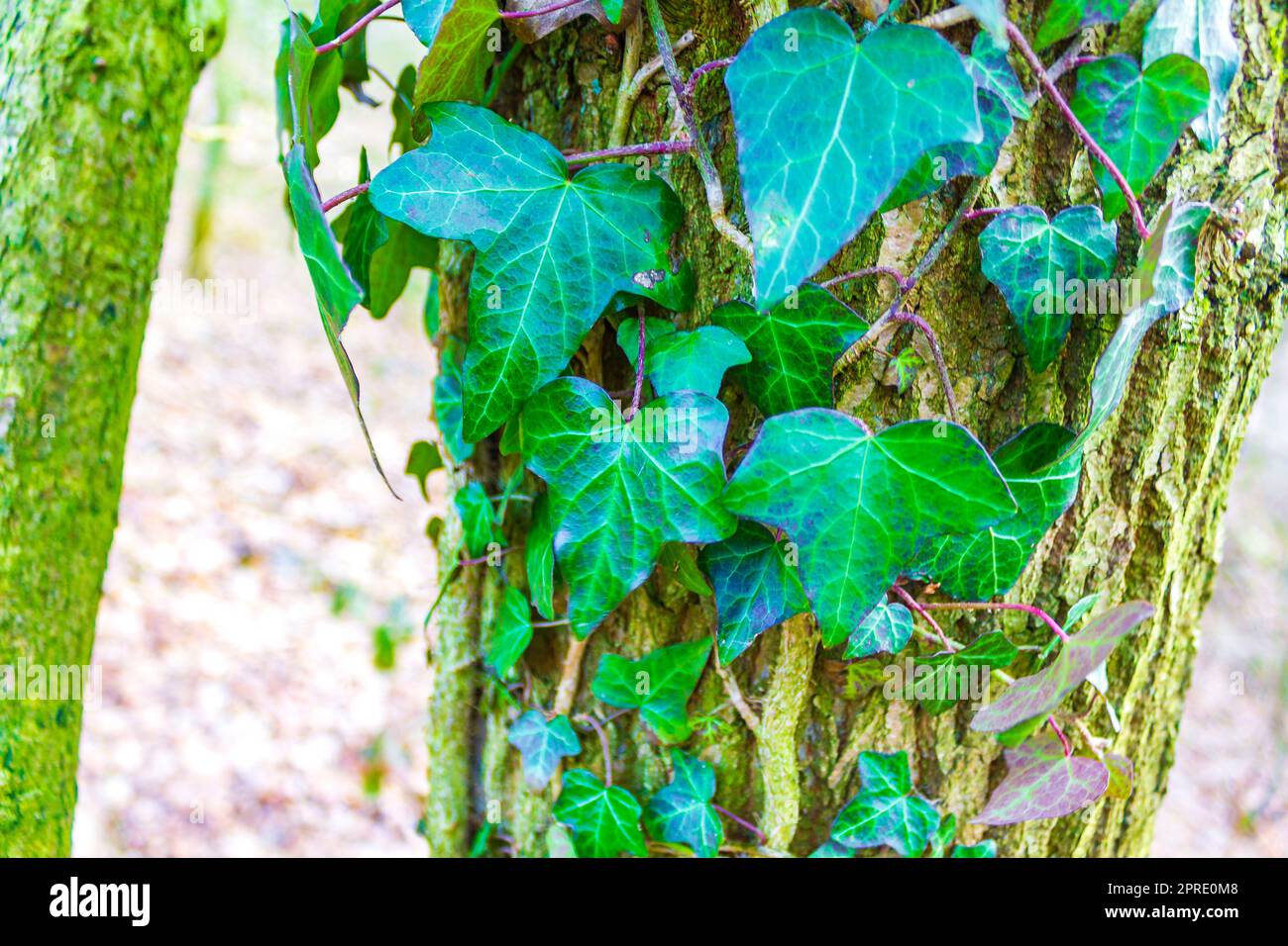 Schöne grüne Efeu Kletterpflanzen wachsen als Baum auf. Stockfoto