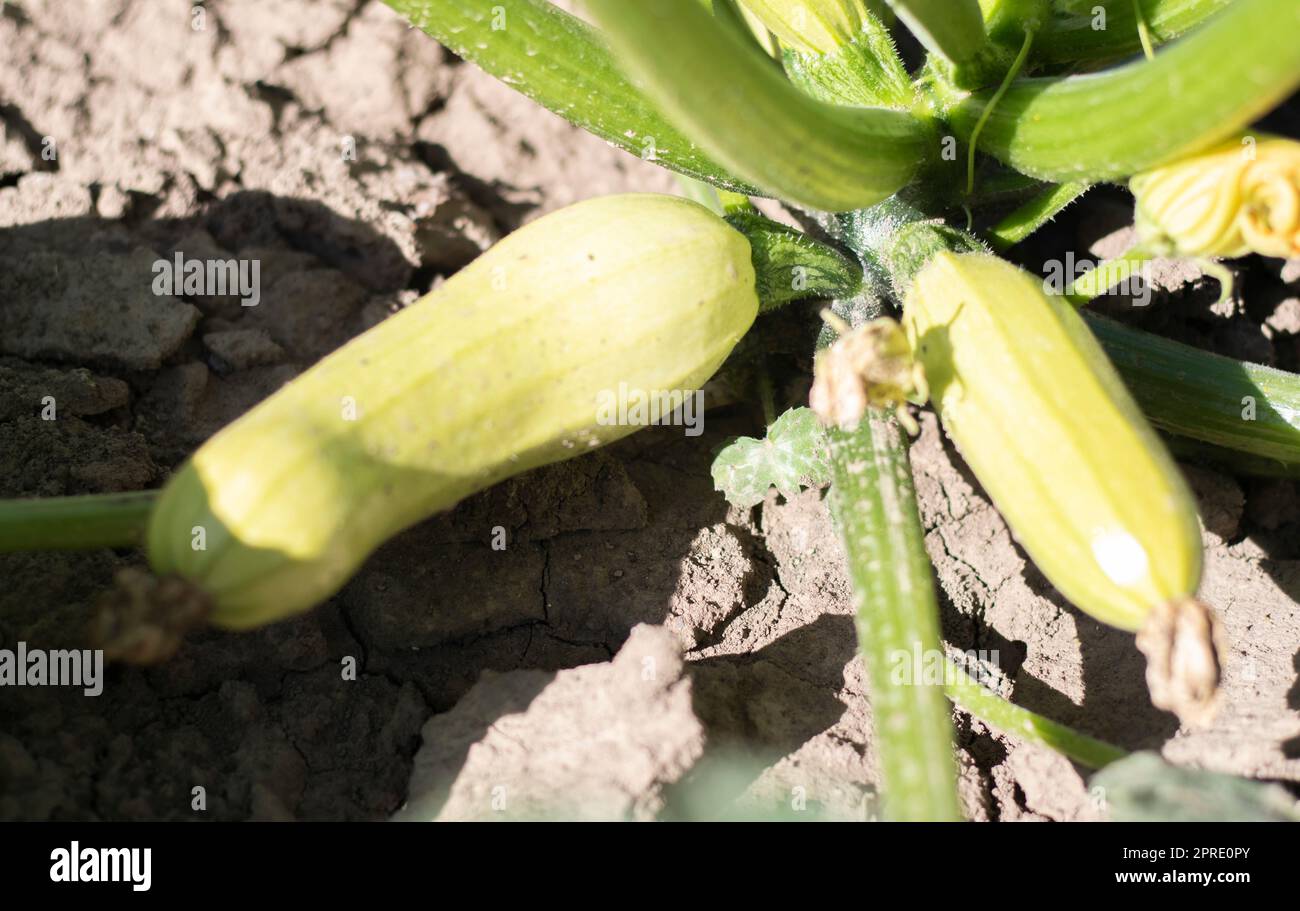 Zucchinipflanze mit viel Obst in einem Gemüsegarten. Frische grüne Zucchini wachsen im Garten zwischen den Blättern. Bio-Gemüse auf dem Bauernhof. Das Konzept des Anbaus und der Pflege der Landwirtschaft. Stockfoto