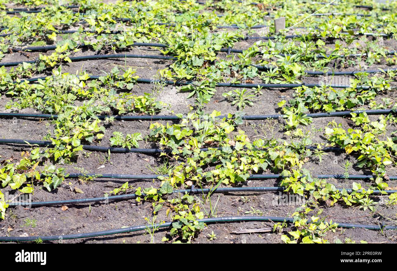 Bewässerungssystem für Pflanzen in einem entwickelten Garten. Industrielles Thema. Grüne Setzlinge werden in einem Tropfsystem angebaut. Stockfoto