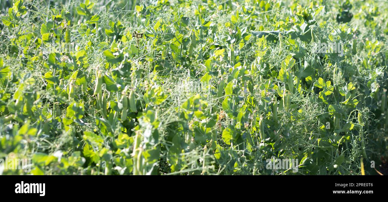 Verschwommenes Bild einer jungen Erbsenpflanze mit Hülsen. Zuckererbsen wachsen in einem Sommergarten, grüne Blätter, Zweige und Hülsen. Bio-Gartenarbeit. Grüne Erbsenpflanze im Garten. Natürlicher Hintergrund. Stockfoto