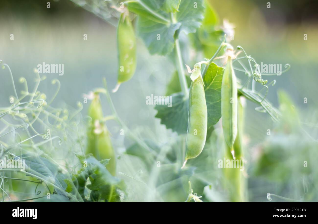 Verschwommenes Bild einer jungen Erbsenpflanze mit Hülsen. Zuckererbsen wachsen in einem Sommergarten, grüne Blätter, Zweige und Hülsen. Bio-Gartenarbeit. Grüne Erbsenpflanze im Garten. Natürlicher Hintergrund. Stockfoto