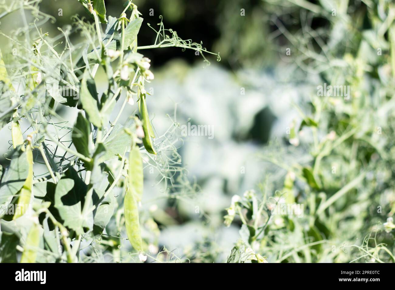 Verschwommenes Bild einer jungen Erbsenpflanze mit Hülsen. Zuckererbsen wachsen in einem Sommergarten, grüne Blätter, Zweige und Hülsen. Bio-Gartenarbeit. Grüne Erbsenpflanze im Garten. Natürlicher Hintergrund. Stockfoto