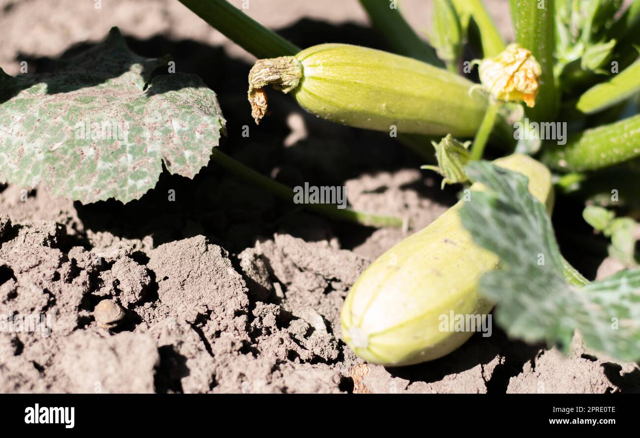 Zucchinipflanze mit viel Obst in einem Gemüsegarten. Frische grüne Zucchini wachsen im Garten zwischen den Blättern. Bio-Gemüse auf dem Bauernhof. Das Konzept des Anbaus und der Pflege der Landwirtschaft. Stockfoto