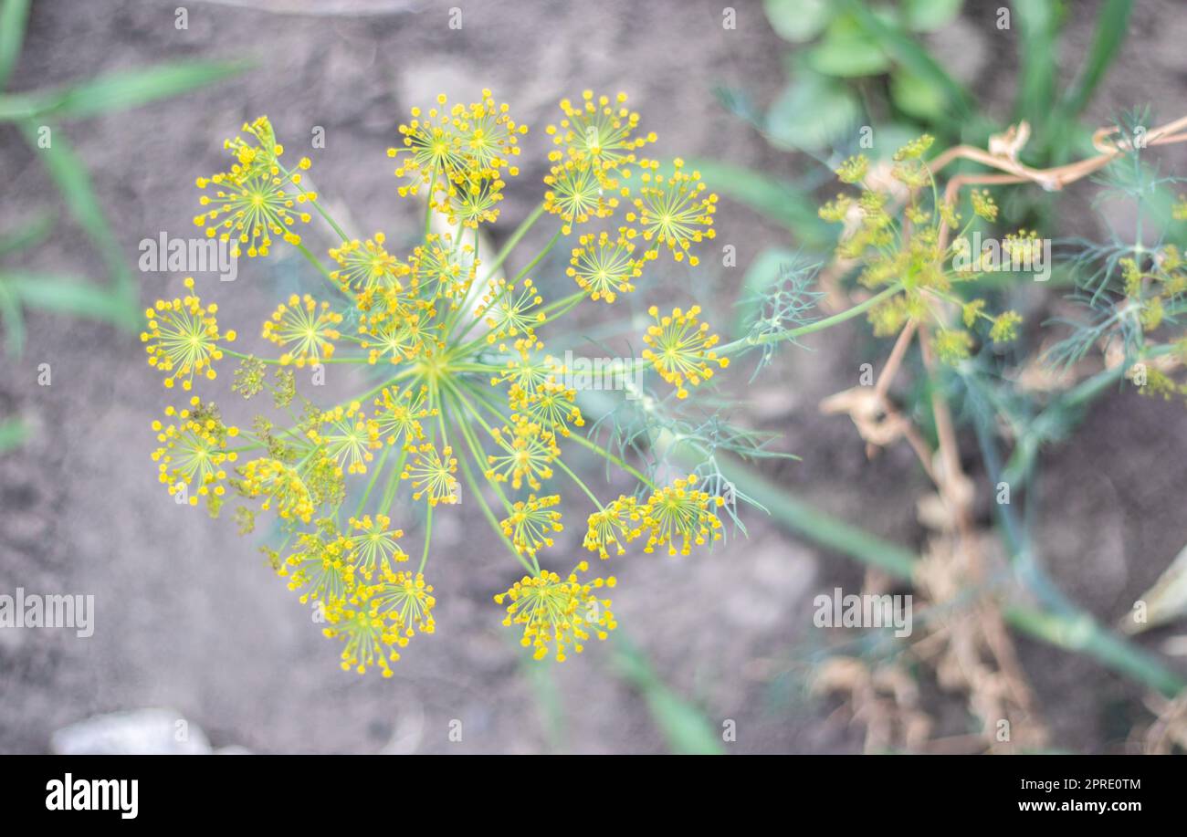 Hintergrund mit dill umbel Nahaufnahme. Gartenpflanze. Duftender Dill auf einem Bett im Garten. Dill wachsen lassen. Dill im Garten. Regenschirm aromatische eurasische Pflanze. Stockfoto
